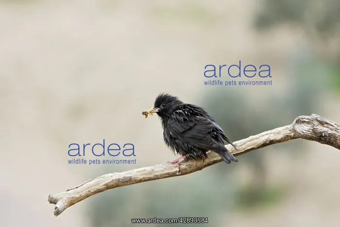 : Spotless Starling - with food in beak : Spotless Starling - with food in beak