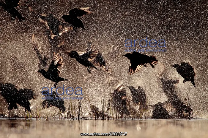 : Spotless Starling group in flight bathing : Spotless Starling group in flight bathing