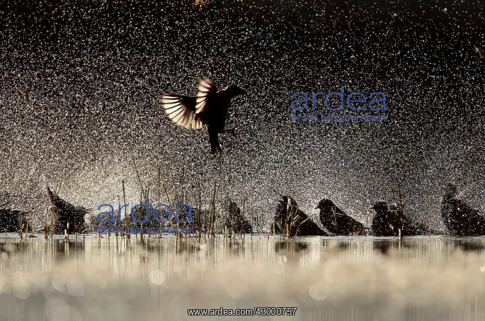 : Spotless Starling group in flight bathing : Spotless Starling group in flight bathing