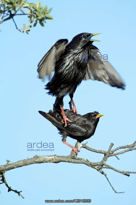 : Spotless Starling - pair mating on branch