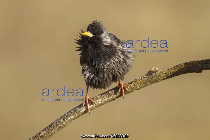 : Spotless Starling perched on a branch Castilla La Mancha : Spotless Starling perched on a branch Castilla La Mancha