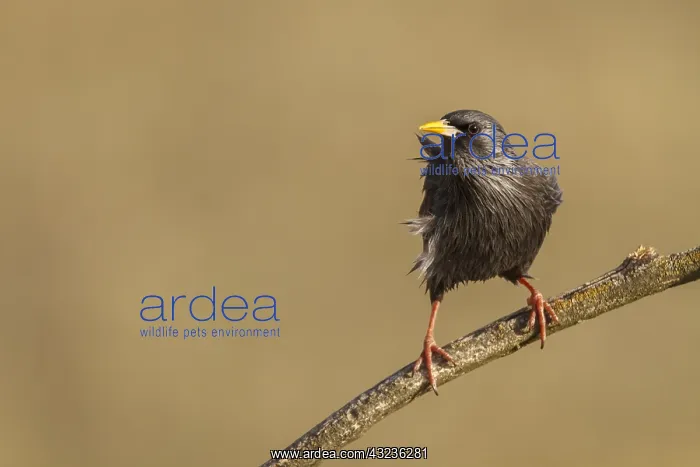 : Spotless Starling perched on a branch Castilla La Mancha : Spotless Starling perched on a branch Castilla La Mancha