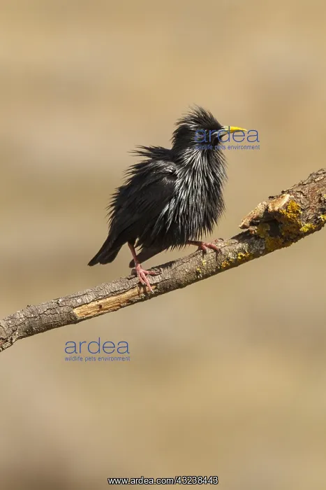: Spotless Starling perched on a branch Castilla La Mancha : Spotless Starling perched on a branch Castilla La Mancha