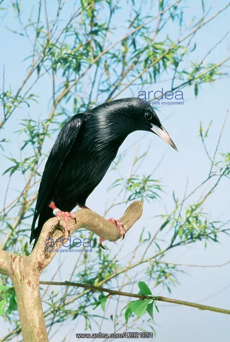 : Spotless STARLING - perched in tree : Spotless STARLING - perched in tree