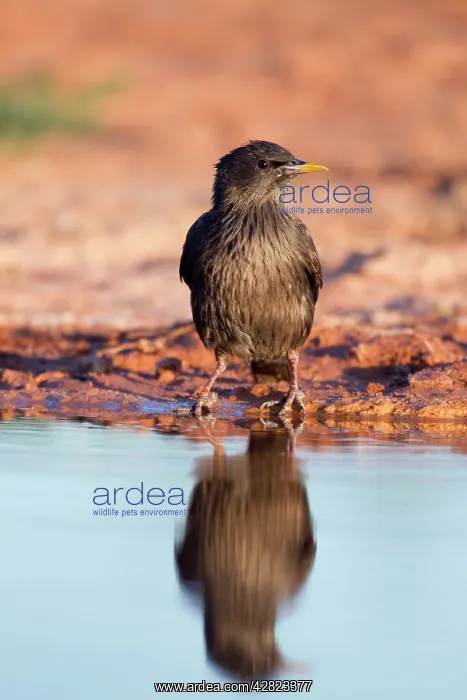: Spotless Starling - by pool : Spotless Starling - by pool