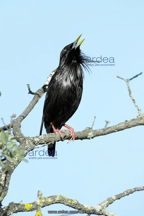 : Spotless Starling - singing from branch : Spotless Starling - singing from branch