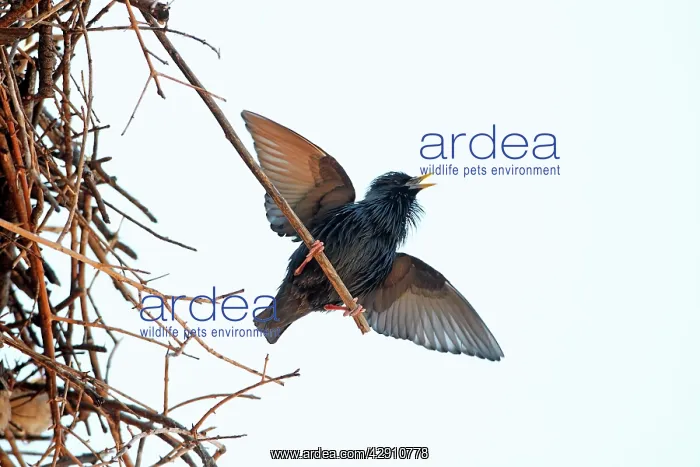 : Spotless Starling - singing and displaying from : Spotless Starling - singing and displaying from