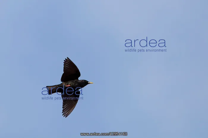  : Spotless Starling - Single adult in flight