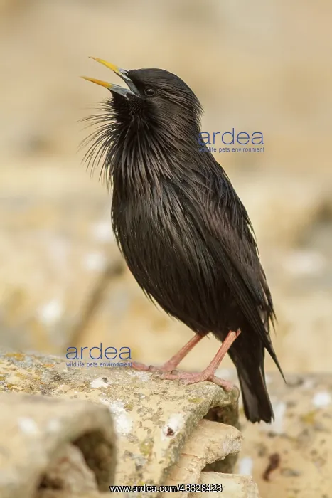 : Spotless Starling (Sturnus unicolor) - calling from : Spotless Starling (Sturnus unicolor) - calling from