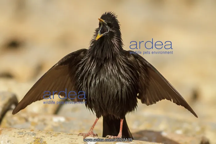  : Spotless Starling (Sturnus unicolor) - calling from