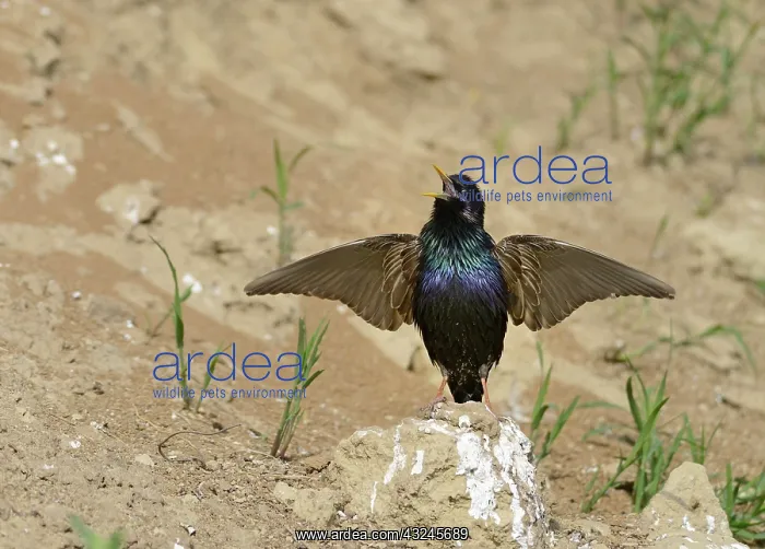: Spotless Starling (Sturnus unicolor) in courtship : Spotless Starling (Sturnus unicolor) in courtship