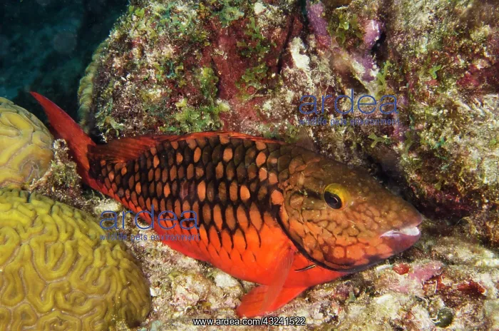 : Spotlight Parrotfish, Initial Phase (Sparisoma : Spotlight Parrotfish, Initial Phase (Sparisoma