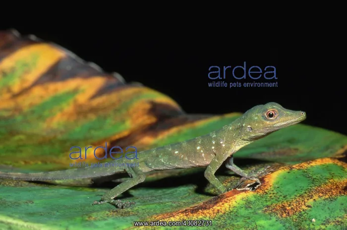 : Spotted Anolis : Spotted Anolis