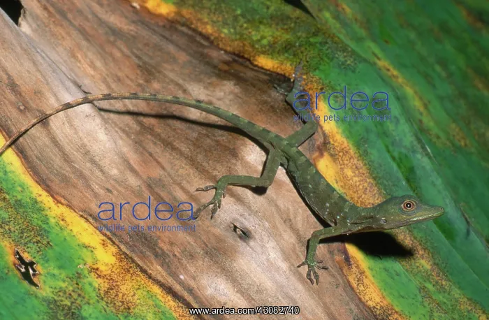 : Spotted Anolis : Spotted Anolis
