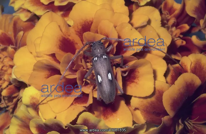 : Spotted Apple Tree Borer : Spotted Apple Tree Borer