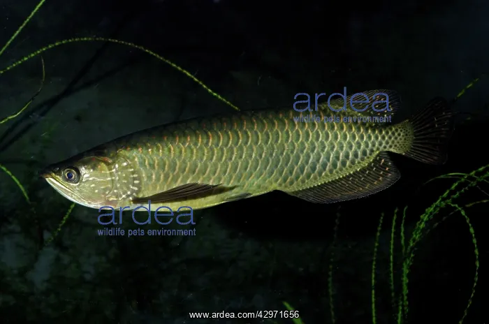 : Spotted Arowana / Saratoga : Spotted Arowana / Saratoga