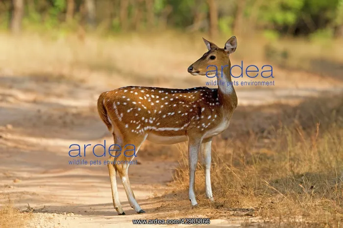 : Spotted / Axis Deer / Chital / Cheetal : Spotted / Axis Deer / Chital / Cheetal