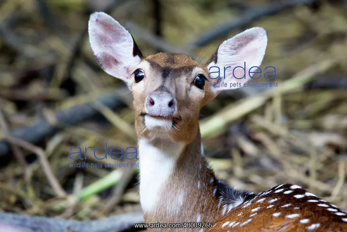 : Spotted / Axis Deer / Chital / Cheetal female : Spotted / Axis Deer / Chital / Cheetal female