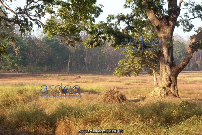 : Spotted / Axis Deer / Chital / Cheetal - in habitat : Spotted / Axis Deer / Chital / Cheetal - in habitat