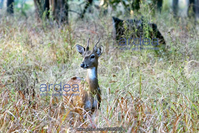: Spotted / Axis Deer / Chital / Cheetal - male : Spotted / Axis Deer / Chital / Cheetal - male