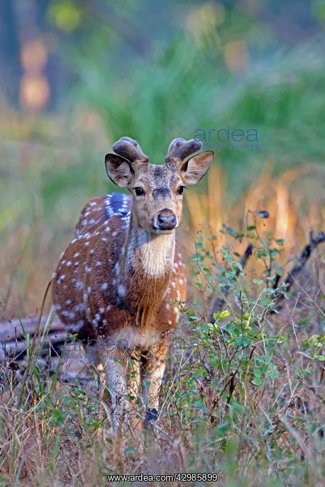 : Spotted / Axis Deer / Chital / Cheetal - male : Spotted / Axis Deer / Chital / Cheetal - male