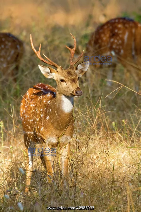 : Spotted / Axis Deer / Chital / Cheetal - male : Spotted / Axis Deer / Chital / Cheetal - male