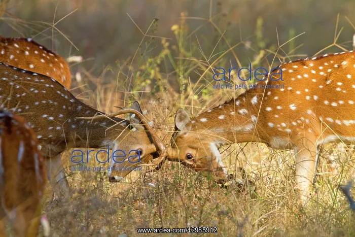 : Spotted / Axis Deer / Chital / Cheetal - males fighting : Spotted / Axis Deer / Chital / Cheetal - males fighting