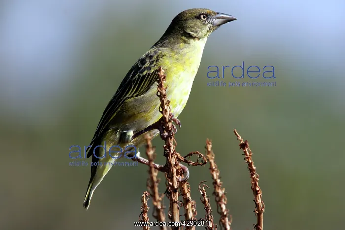 : Spotted-backed / Black-headed Weaver : Spotted-backed / Black-headed Weaver