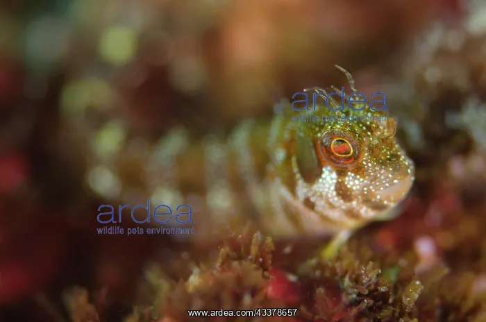 : Spotted and Barred Blenny : Spotted and Barred Blenny