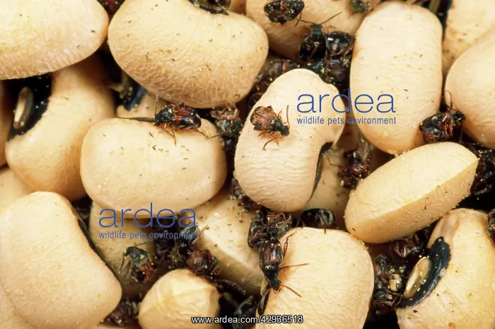 : Spotted Bean Beetle - : Spotted Bean Beetle -