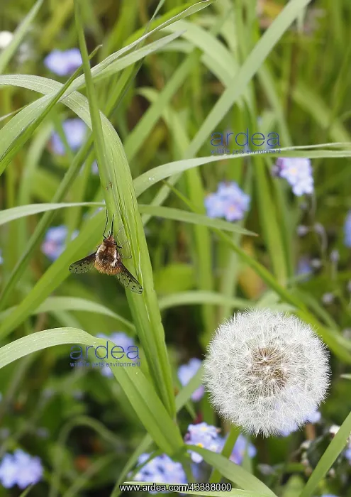 : Spotted Bee fly (Bombylius discolor), North Rhine-Westphalia : Spotted Bee fly (Bombylius discolor), North Rhine-Westphalia