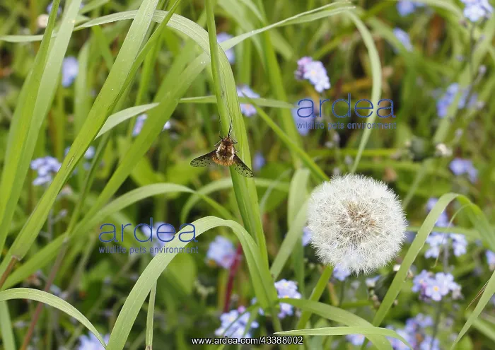  : Spotted Bee fly (Bombylius discolor), North Rhine-Westphalia