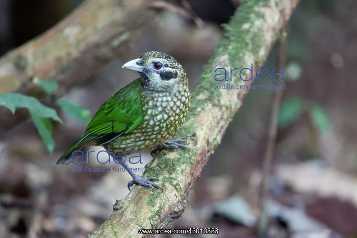 : Spotted / Black-eared Catbird : Spotted / Black-eared Catbird