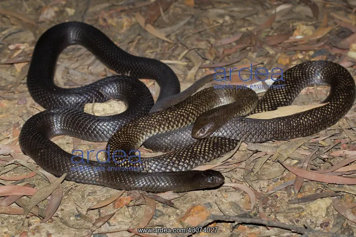: Spotted Black Snake : Spotted Black Snake