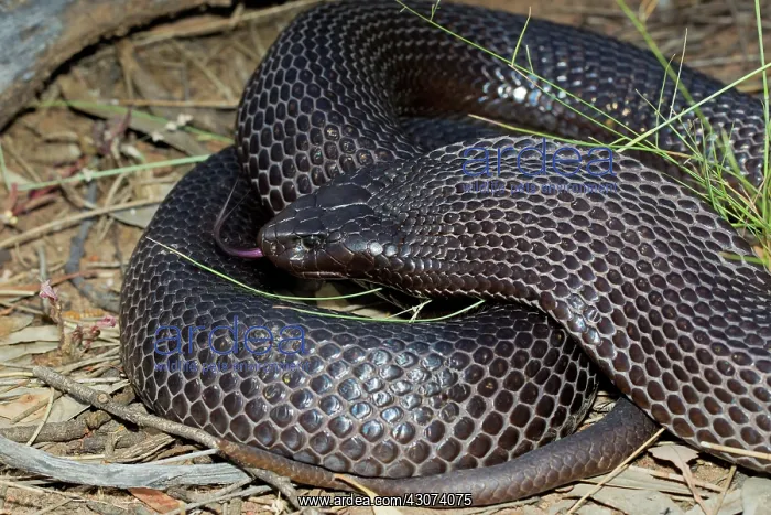 : Spotted Black Snake : Spotted Black Snake
