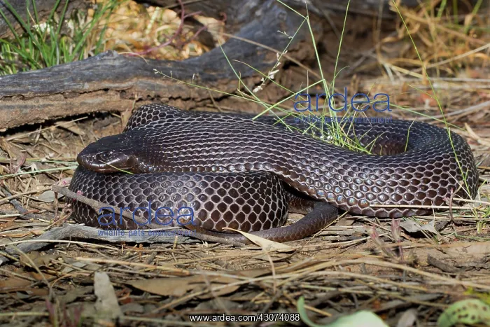 : Spotted Black Snake : Spotted Black Snake