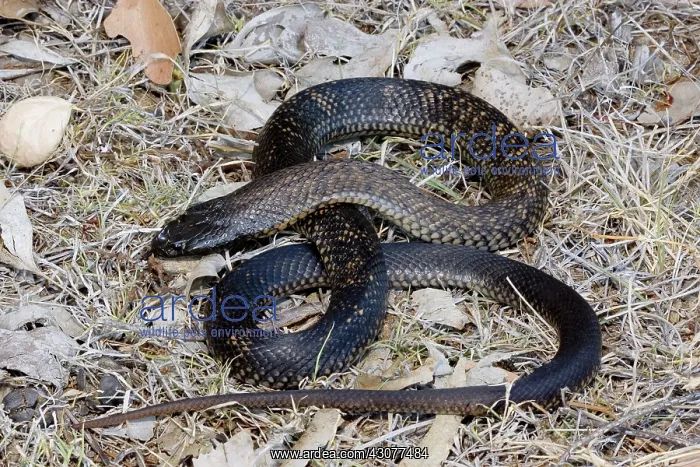  : Spotted black snake
