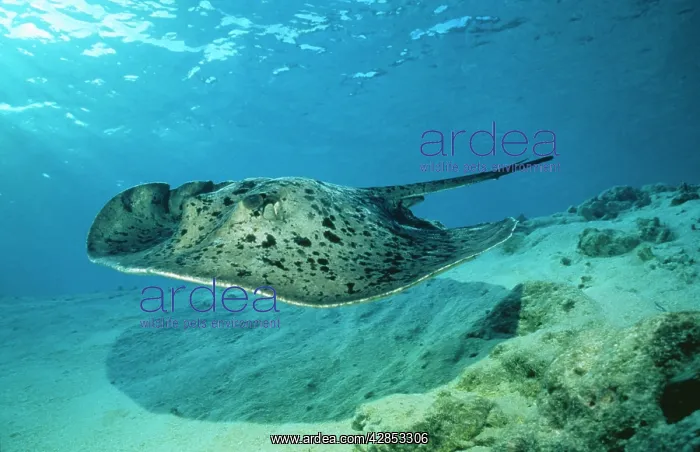: Spotted / black-spotted stingray : Spotted / black-spotted stingray