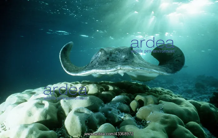 : Spotted / black-spotted stingray : Spotted / black-spotted stingray