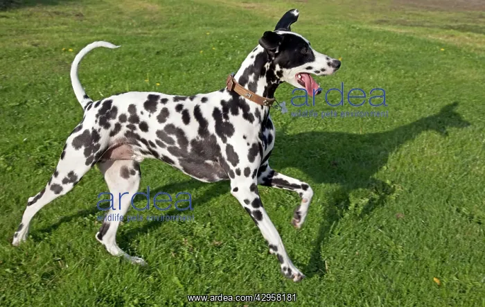 : Spotted Black & White Dalmation - running : Spotted Black & White Dalmation - running