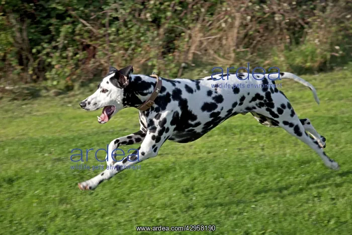 : Spotted Black & White Dalmation - running : Spotted Black & White Dalmation - running