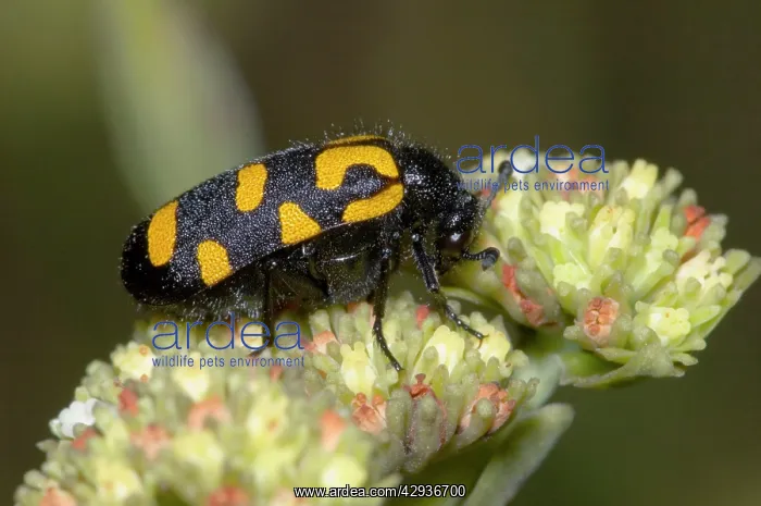 : Spotted Blister Beetle - feeding on flowers of : Spotted Blister Beetle - feeding on flowers of