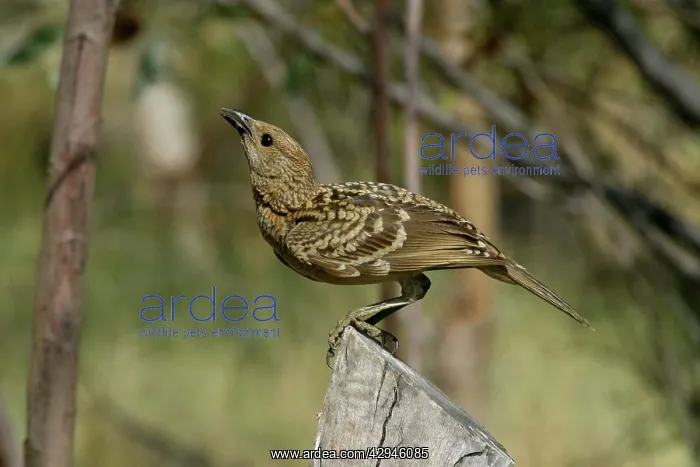 : Spotted Bowerbird : Spotted Bowerbird