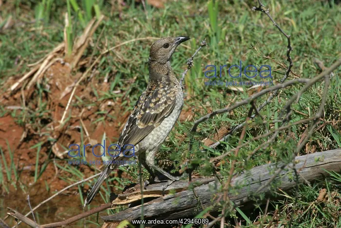 : Spotted Bowerbird : Spotted Bowerbird