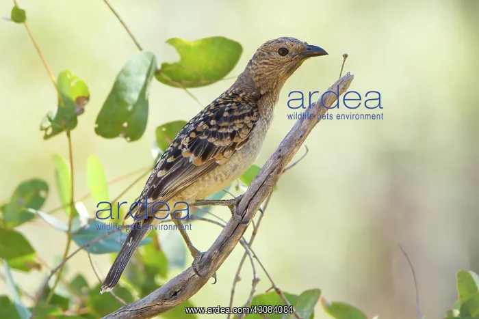 : Spotted Bowerbird : Spotted Bowerbird