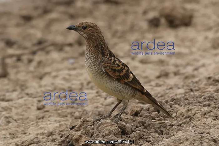 : Spotted Bowerbird A3911 : Spotted Bowerbird A3911