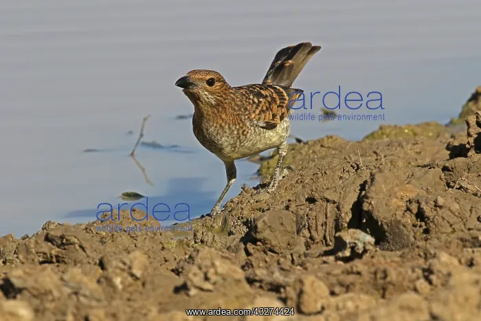 : Spotted Bowerbird A4122 : Spotted Bowerbird A4122