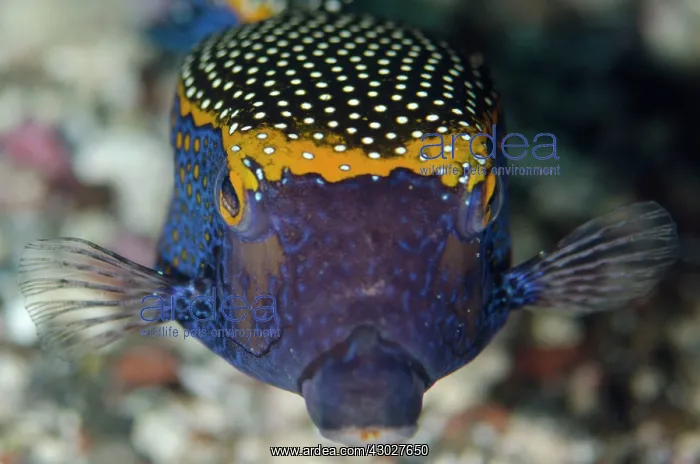 : Spotted Boxfish : Spotted Boxfish
