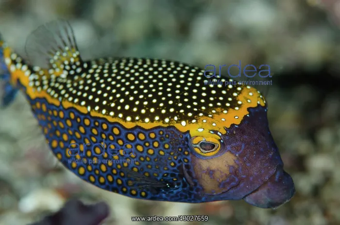  : Spotted Boxfish