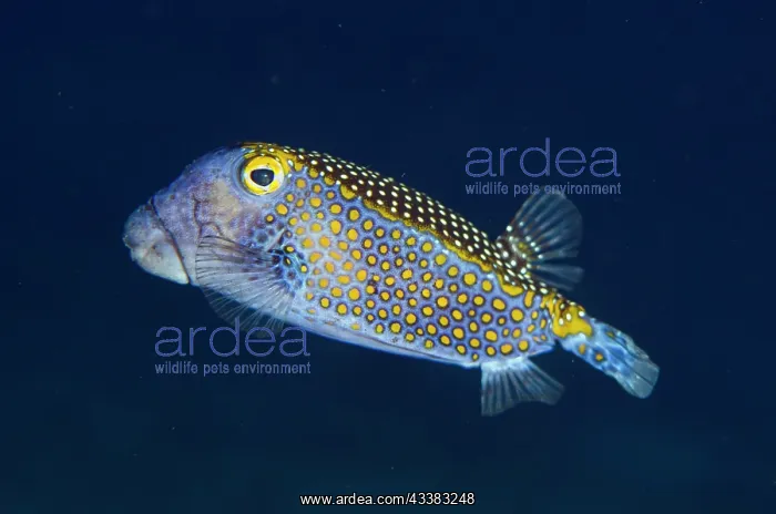 : Spotted Boxfish : Spotted Boxfish